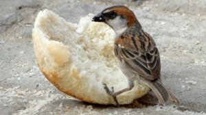 Душа, как птица, ищет хлеба. Христианская песня под гитару.