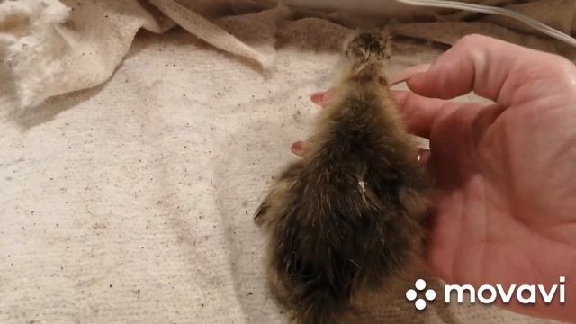 У гусенка скрюченая лапка. У гусенка шпагатик (разъезжаются лапки) смотреть онлайн