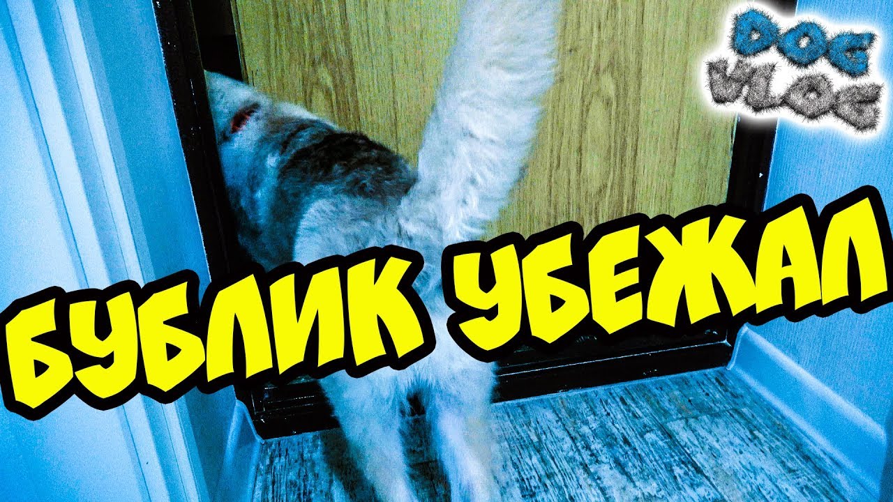 DOGVLOG_ ХАСКИ БУБЛИК УБЕЖАЛ. смотреть онлайн