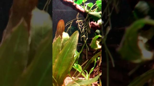 Распылитель Тaifun M. смотреть онлайн