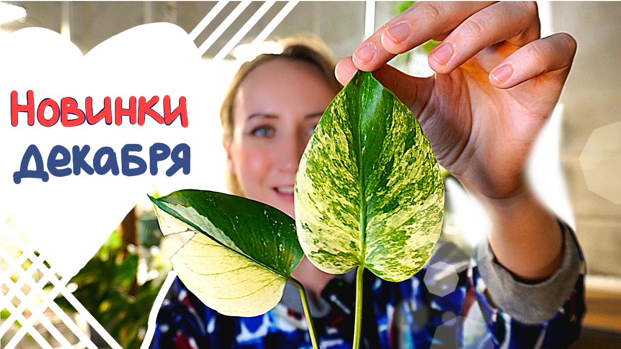 Мои НОВИНКИ | Комнатные растения | Декабрь 2023 смотреть онлайн