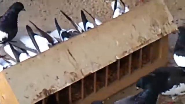 Subotički golubovi смотреть онлайн