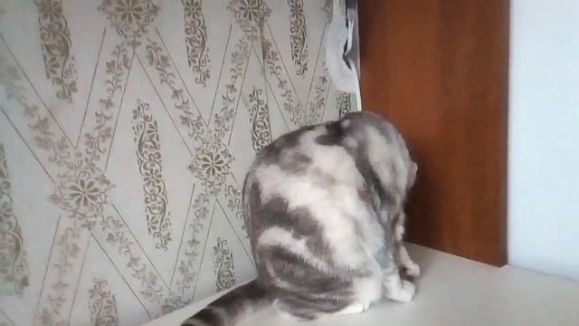 Реакция кошки на мяуканье котят смотреть онлайн