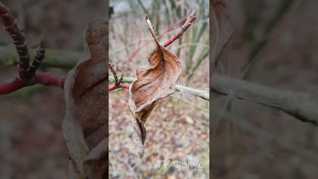 Природа зимой. Труханов остров. Киев. 12.12.19 г. смотреть онлайн