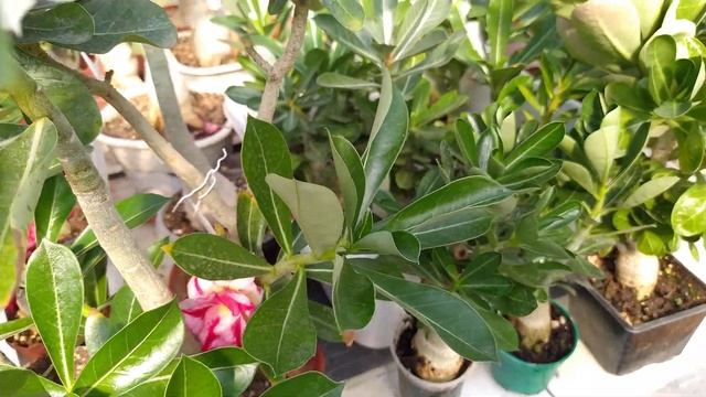 Сеянцы адениума. Нужна ли обрезка и особенности ухода. смотреть онлайн