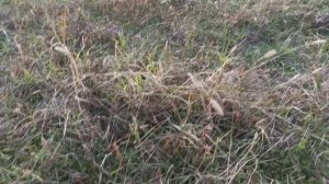 Коп в Крыму 2021 / экспресс коп по античным местам, нашли римские монеты ( XP Deus )