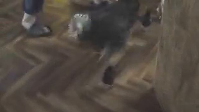 Курица ведёт цыплят в дом смотреть онлайн