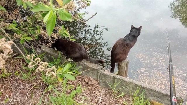 Славянск. 21 мая 2022г. Коты на рыбалке. смотреть онлайн