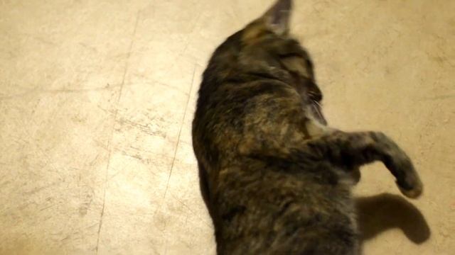 Cat in heat for the first time смотреть онлайн