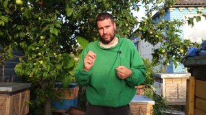 Зацвел главный взяток подсолнух, а меда нет. Почему пчелы плохо носят мед с подсолнуха