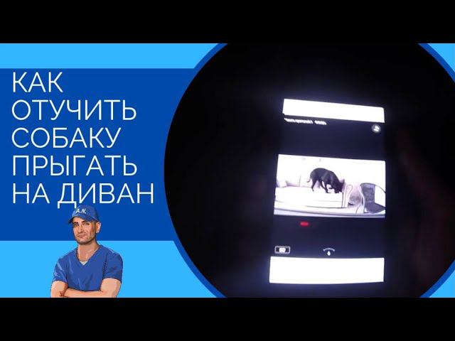 Как отучить собаку запрыгивать на диван/кровать, когда вас нет дома(урок от Наджаряна младшего) смотреть онлайн