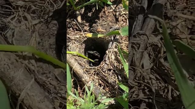Из жизни тарантулов смотреть онлайн