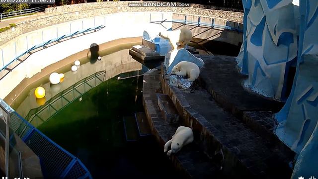 Мишки устали и легли спать 10.05.2020 смотреть онлайн