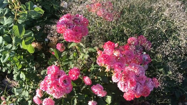 Нет обильнее роз massad / Роза Лес потес де бедрос!! Rose Les Potes de Bedros смотреть онлайн