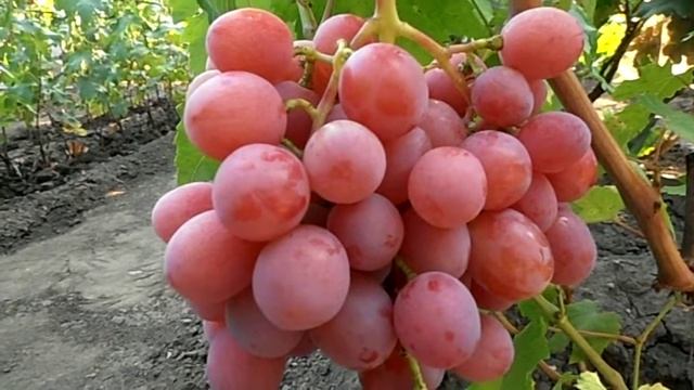 Виноград Дашуня смотреть онлайн
