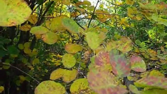 Исчезли солнечные дни...