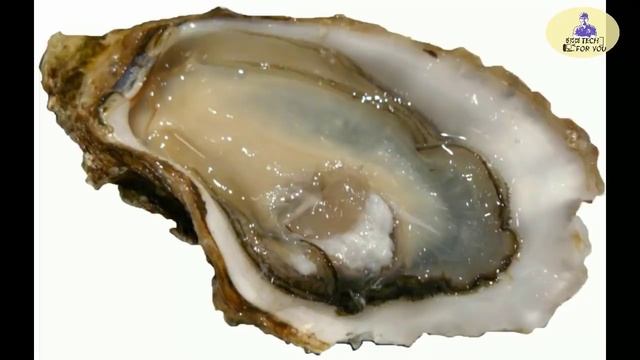 ಸಮುದ್ರದಲ್ಲಿ ಮುತ್ತುಗಳು ಹೇಗೆ ತಯಾರಾಗುತ್ತವೆ ಗೊತ್ತಾ ಪ್ರಕೃತಿ ವಿಸ್ಮಯ How Do Oysters Make Pearls Kannada смотреть онлайн