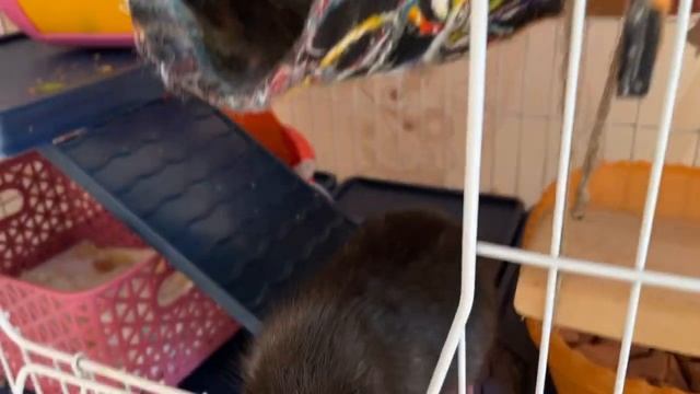 Моё творчество. Роспись по ткани. Коты любимые сюжеты. Фото. Часть 3 смотреть онлайн