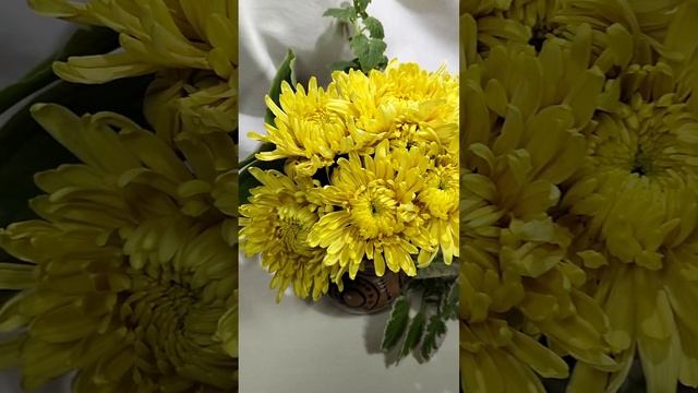 Садовая хризантема Полет Шмеля      #хризантема #chrysanthemumflower #растенияпочтой