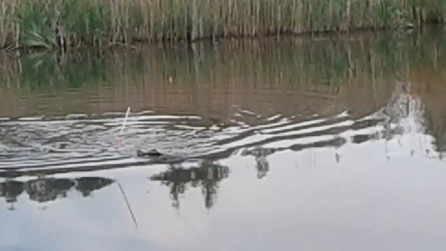 РЫБАЛКА В КОНЦЕ МАЯ! УСЯЖСКИЕ РАЗЛИВЫ ехать или НЕТ! смотреть онлайн