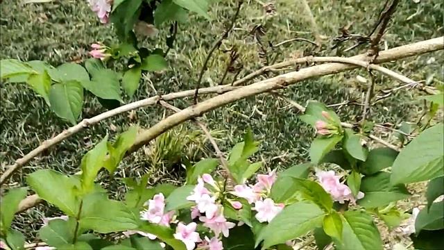 Сочи - что посмотреть? Парк Южные культуры - обязательно к посещению смотреть онлайн