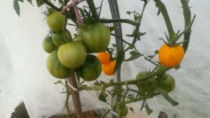 Томат Бабушкин поцелуй.