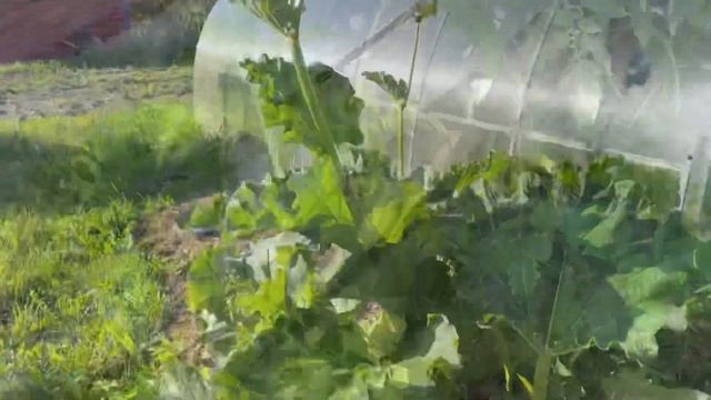 Влог 17.06.22 теплица-беспризорница, Роза за 188₽ - сортовая! смотреть онлайн