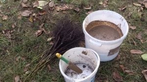 Как пересадить саженци грецкого ореха