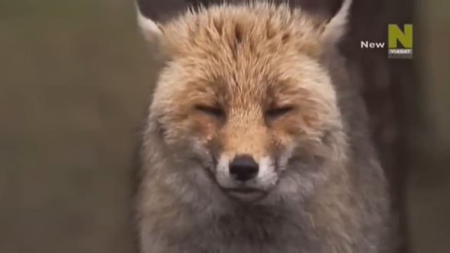 Мир Насекомых и Пауков 2 серия 2014 (480p) смотреть онлайн