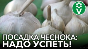 ПОСАДКА ЧЕСНОКА ВЕСНОЙ! Как подготовить и правильно посадить чеснок на практике с секретами!