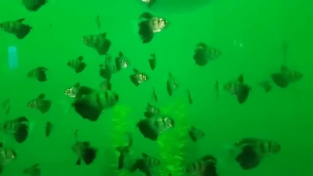 Black Tetra Fish - Тернеция Рыбка (Gymnocorymbus ternetzi) смотреть онлайн