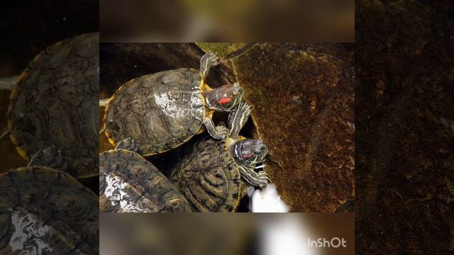 КАК УХАЖИВАТЬ ЗА КРАСНОУХОЙ ЧЕРЕПАХОЙ?!?!?!? ??? смотреть онлайн