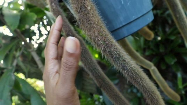 All About Cleistocactus winteri - Growing, Care & Propagation - Tarantula Cactus, Golden Rat Tail смотреть онлайн