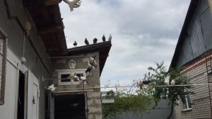#Pigeons.Про,как определить возраст голубей.