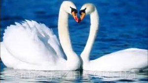 Солтан Байкулов «Сени ючюн»