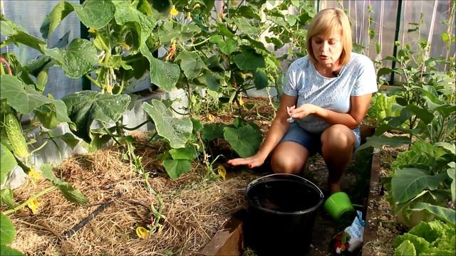 ОГУРЦЫ В ЖАРУ! Сохраним ЗАВЯЗИ, увеличим ПЛОДОНОШЕНИЕ, убережем от БОЛЕЗНЕЙ! смотреть онлайн