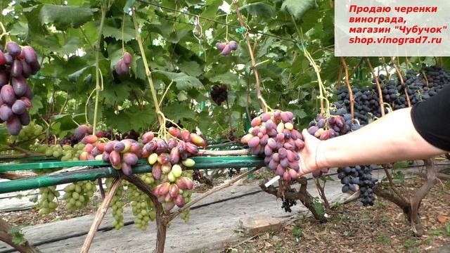 Виноград КНЯЗЬ ТРУБЕЦКОЙ -начало окрашивание ягод- это чудесный цвет, огромные ягоды, грозди. смотреть онлайн
