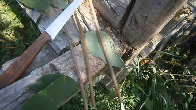 Как спастись от жары. Готовим фруктовый лед! смотреть онлайн