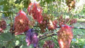 Юбилей Новочеркасска+Преображение 2018