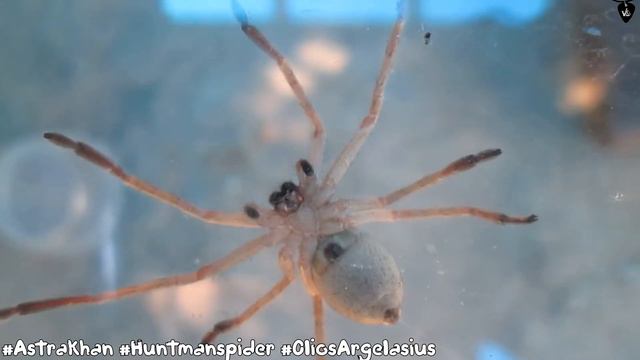 Olios sericeus - Huntsman Spider смотреть онлайн