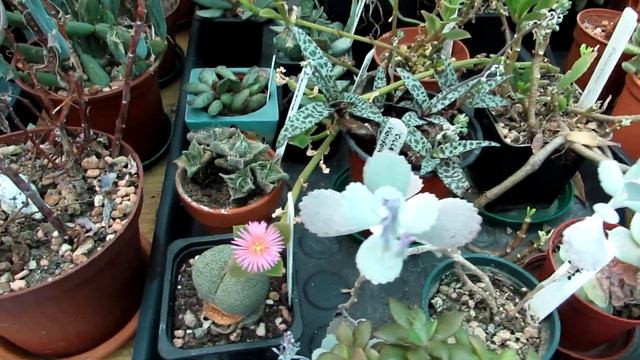 My Pachyphytum oviferum Succulent Plant in flower смотреть онлайн