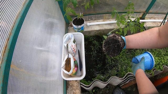 Томаты переехали в теплицу 15 мая 2022 года смотреть онлайн