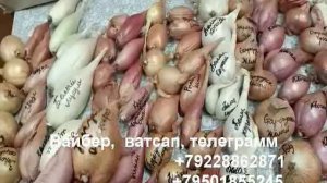 Лук шалот семейный 17 сортов, ролик-1