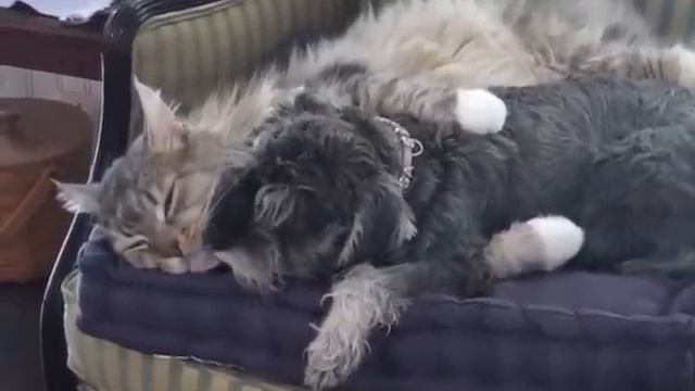 Maine Coon Frisky Business (Purrrfectly G Rated) смотреть онлайн