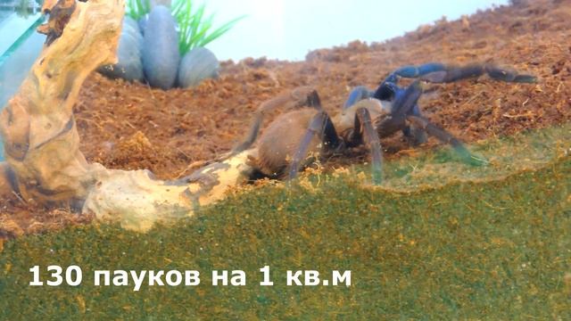 Ядовитый паук птицеед. Пересадка паука Вьетнам Блю в террариум (Chilobrachys sp. Vietnam Blue). смотреть онлайн