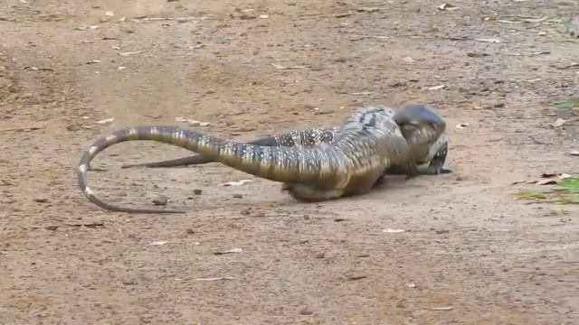 Pelea Fight de Lagartos Salvator Merianae смотреть онлайн