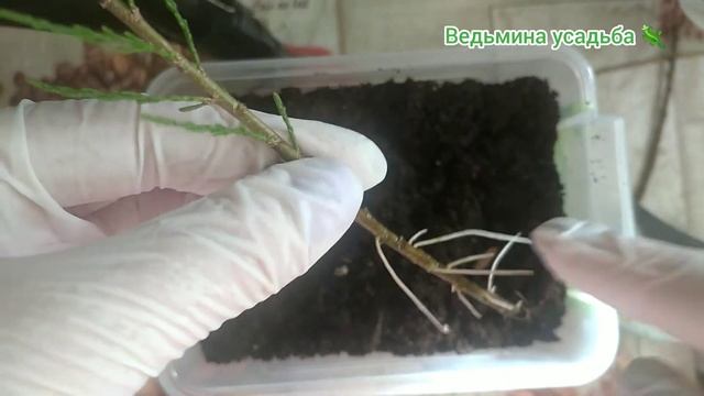 ?РЕЗУЛЬТАТ УКОРЕНЕНИЯ ЧЕРЕНКОВ ТАМАРИКСА (БИСЕРНИКА)? ЧТО ДЕЛАЕМ ДАЛЬШЕ? смотреть онлайн