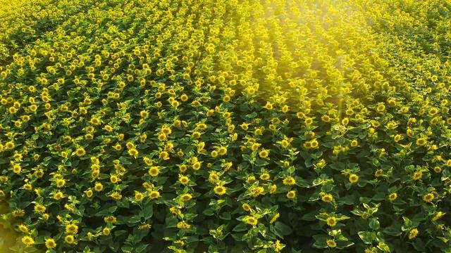 Sunrise in a Sunflower | Рассвет в подсолнухах Video in 4K (UHD) смотреть онлайн