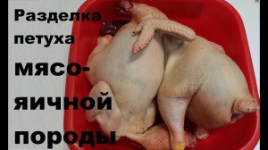 Разделка петуха. Потрошение кур мясо-яичных пород