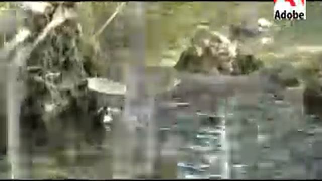 MIAMI METRO ZOO - DECEMBER 20, 2007 смотреть онлайн